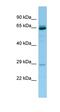 Proline Rich Protein BstNI Subfamily 3 antibody, orb326555, Biorbyt, Western Blot image 
