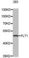 Fms Related Tyrosine Kinase 1 antibody, abx000538, Abbexa, Western Blot image 