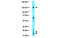 Integrin Subunit Alpha V antibody, MBS535212, MyBioSource, Western Blot image 