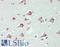 Ubiquitination Factor E4A antibody, LS-B13620, Lifespan Biosciences, Immunohistochemistry paraffin image 