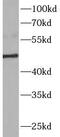 Matrix metalloproteinase-3 antibody, FNab05244, FineTest, Western Blot image 