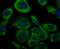 Potassium Voltage-Gated Channel Subfamily A Member 5 antibody, NBP2-76939, Novus Biologicals, Immunofluorescence image 
