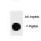 TSC Complex Subunit 1 antibody, LS-C157951, Lifespan Biosciences, Dot Blot image 