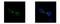 Kinesin Family Member 22 antibody, NBP2-17053, Novus Biologicals, Immunofluorescence image 