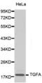 Transforming Growth Factor Alpha antibody, abx000689, Abbexa, Western Blot image 