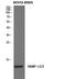 VAMP1 antibody, A05982, Boster Biological Technology, Western Blot image 