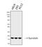 Baculoviral IAP Repeat Containing 5 antibody, GTX34059, GeneTex, Western Blot image 