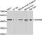 Gasdermin B antibody, LS-C349170, Lifespan Biosciences, Western Blot image 