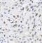 Chromobox 4 antibody, FNab01331, FineTest, Immunohistochemistry frozen image 