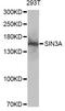 SIN3 Transcription Regulator Family Member A antibody, A13928, ABclonal Technology, Western Blot image 