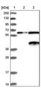 Neuroguidin antibody, PA5-51489, Invitrogen Antibodies, Western Blot image 