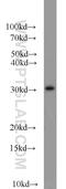 Syntaxin 2 antibody, 55033-1-AP, Proteintech Group, Western Blot image 