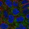 Eukaryotic Translation Initiation Factor 2B Subunit Epsilon antibody, HPA069303, Atlas Antibodies, Immunofluorescence image 