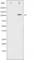 Sirtuin 1 antibody, abx012038, Abbexa, Western Blot image 