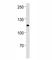 MutS Homolog 2 antibody, F41546-0.4ML, NSJ Bioreagents, Immunofluorescence image 