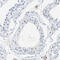 PDZ And LIM Domain 5 antibody, HPA016740, Atlas Antibodies, Immunohistochemistry frozen image 