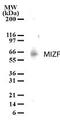 Histone H4 Transcription Factor antibody, PA1-41585, Invitrogen Antibodies, Western Blot image 