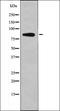 Arf-GAP with coiled-coil, ANK repeat and PH domain-containing protein 1 antibody, orb335751, Biorbyt, Western Blot image 