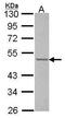 CUGBP Elav-Like Family Member 1 antibody, GTX114129, GeneTex, Western Blot image 