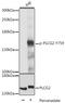 Phospholipase C Gamma 2 antibody, LS-C750592, Lifespan Biosciences, Western Blot image 