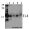 IL-4 antibody, GTX66813, GeneTex, Western Blot image 