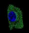 Syntaxin Binding Protein 4 antibody, orb374031, Biorbyt, Immunofluorescence image 