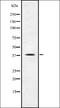 Trace Amine Associated Receptor 1 antibody, orb336459, Biorbyt, Western Blot image 