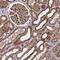 SYF2 Pre-MRNA Splicing Factor antibody, HPA018265, Atlas Antibodies, Immunohistochemistry frozen image 