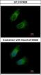 Glutamic-Oxaloacetic Transaminase 2 antibody, GTX101929, GeneTex, Immunocytochemistry image 