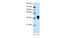 Transformer-2 protein homolog beta antibody, MBS5300934, MyBioSource, Western Blot image 