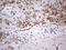 CASP8 And FADD Like Apoptosis Regulator antibody, LS-C339236, Lifespan Biosciences, Immunohistochemistry paraffin image 