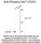 Cytochrome C Oxidase Subunit 4I1 antibody, NBP2-29532, Novus Biologicals, Western Blot image 