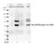 Myogenic Differentiation 1 antibody, GTX50144, GeneTex, Western Blot image 