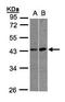 Muscleblind Like Splicing Regulator 3 antibody, TA308061, Origene, Western Blot image 