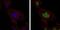 MutS Homolog 6 antibody, MA5-17129, Invitrogen Antibodies, Immunofluorescence image 