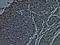 CD38 Molecule antibody, NBP2-25265H, Novus Biologicals, Immunohistochemistry frozen image 