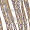 Protein Tyrosine Phosphatase Non-Receptor Type 2 antibody, A1808, ABclonal Technology, Immunohistochemistry paraffin image 