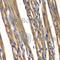 MPTP antibody, A1808, ABclonal Technology, Immunohistochemistry paraffin image 