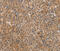 Cyclin Dependent Kinase 11A antibody, MBS2519000, MyBioSource, Immunohistochemistry frozen image 