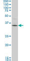 PDZ Binding Kinase antibody, LS-C133783, Lifespan Biosciences, Western Blot image 