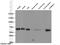 ATP Binding Cassette Subfamily G Member 1 antibody, 13578-1-AP, Proteintech Group, Western Blot image 