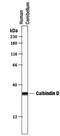 Calbindin 1 antibody, MA5-24135, Invitrogen Antibodies, Western Blot image 