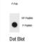 Inhibitor Of Nuclear Factor Kappa B Kinase Subunit Beta antibody, abx032251, Abbexa, Western Blot image 