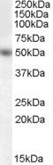 Orexin receptor type 2 antibody, 46-104, ProSci, Western Blot image 