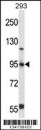 Forkhead Box P4 antibody, 57-675, ProSci, Western Blot image 