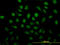 RAD51 Paralog C antibody, LS-C198054, Lifespan Biosciences, Immunofluorescence image 