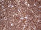 F-Box And WD Repeat Domain Containing 7 antibody, LS-C789722, Lifespan Biosciences, Immunohistochemistry frozen image 