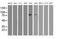 Oxysterol-binding protein 1 antibody, MA5-25615, Invitrogen Antibodies, Western Blot image 