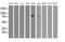 Oxysterol Binding Protein antibody, MA5-25615, Invitrogen Antibodies, Western Blot image 