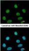Flap Structure-Specific Endonuclease 1 antibody, NB100-150, Novus Biologicals, Immunofluorescence image 